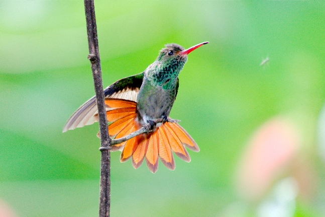 Kolibri in Prachtpose